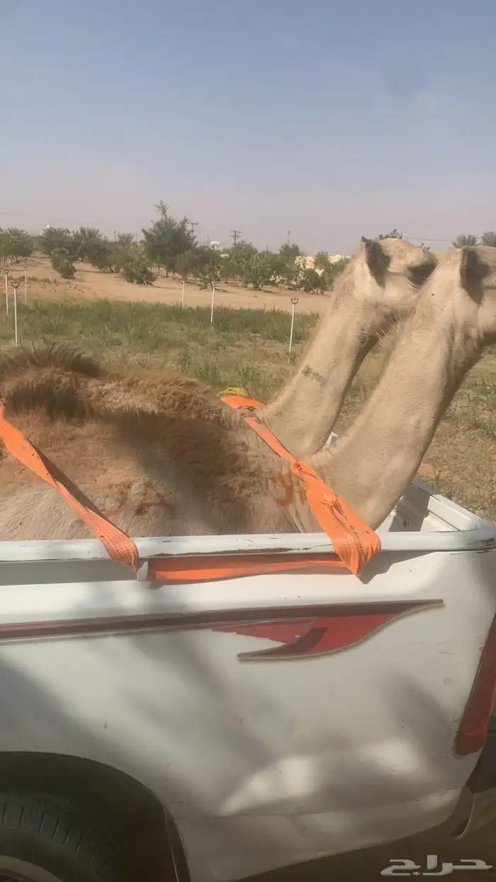 توصيل حلال 0
