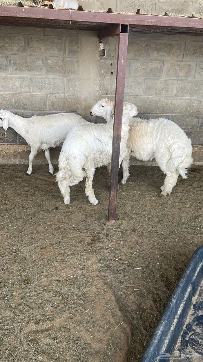 بيع اغنام متوفر تقسيط تابي تقسيط تمارا 4