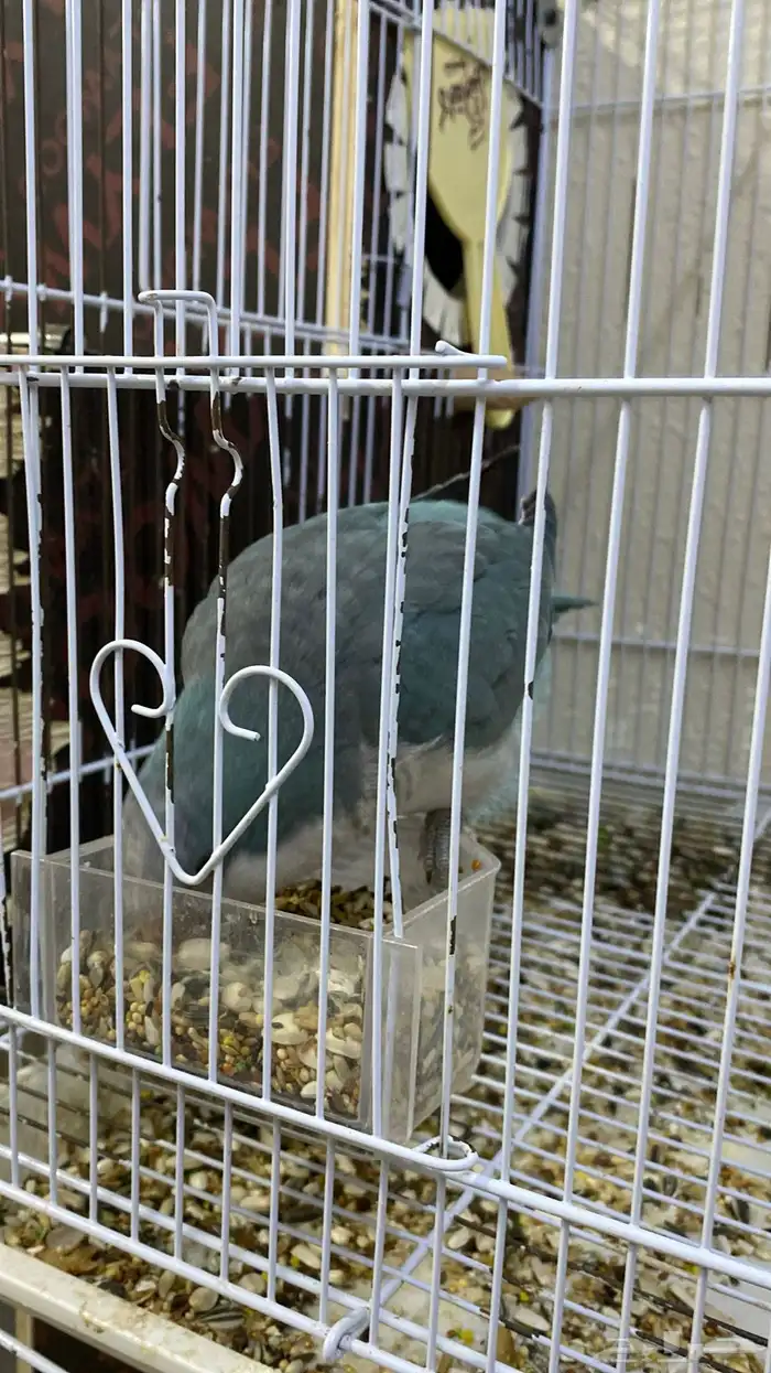 ببغاء كويكر ( تم البيع ) 4