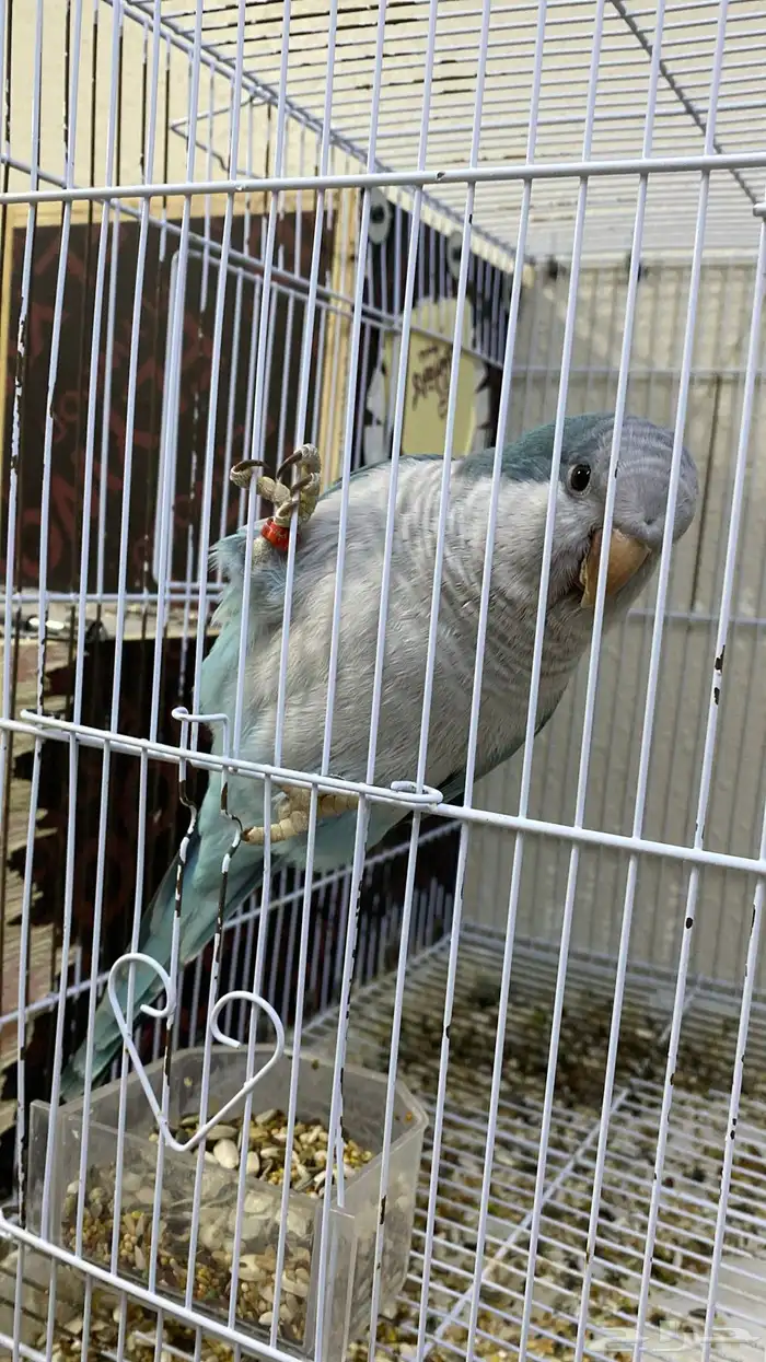 ببغاء كويكر ( تم البيع ) 3