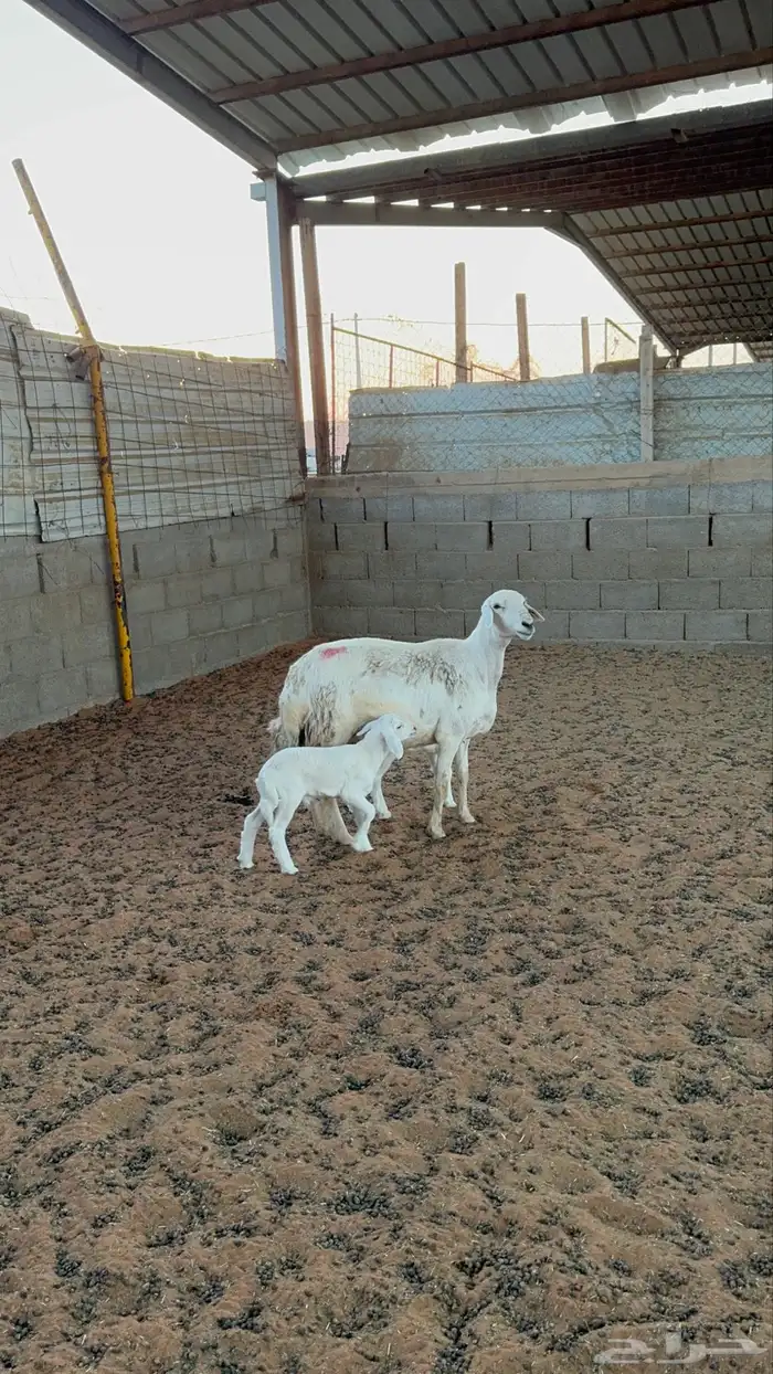 حريه متبع باثنين 1