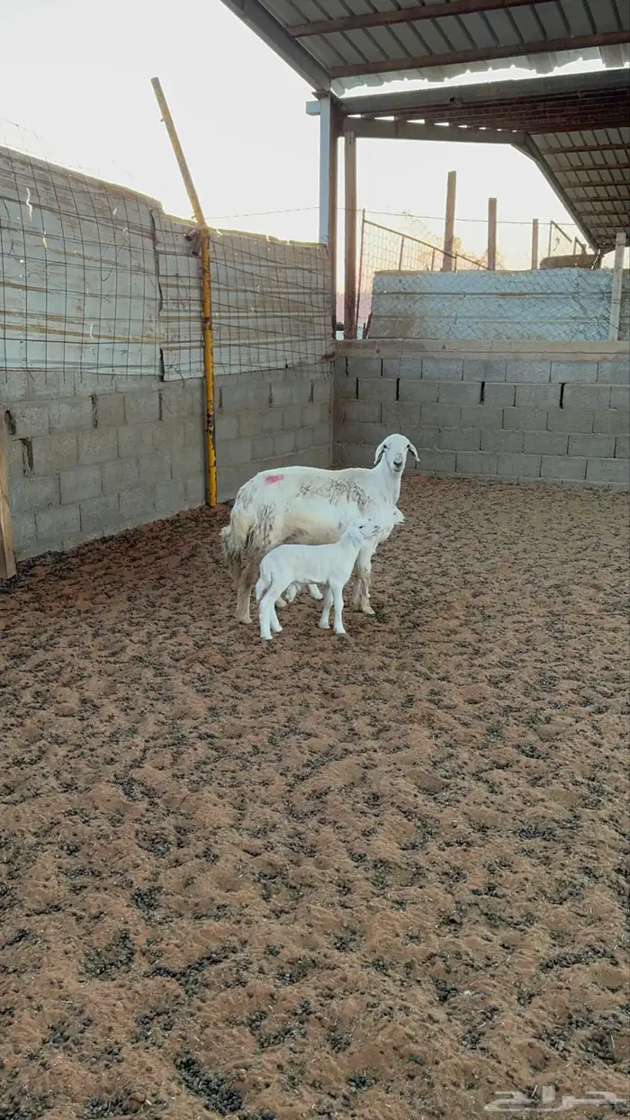 حريه متبع باثنين 3