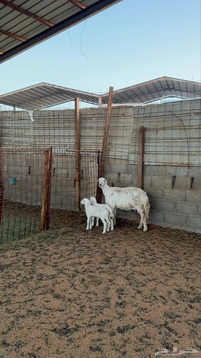 حريه متبع باثنين 2