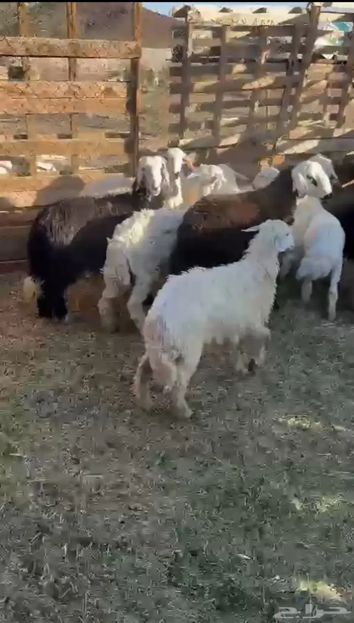 شامل الذبح والتوصيل داخل احياء المدينه 0