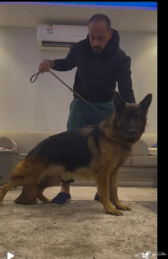 مدرب كلاب 4