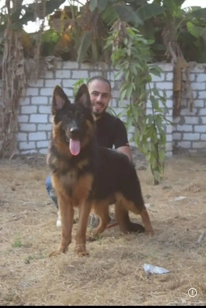 مدرب كلاب 7