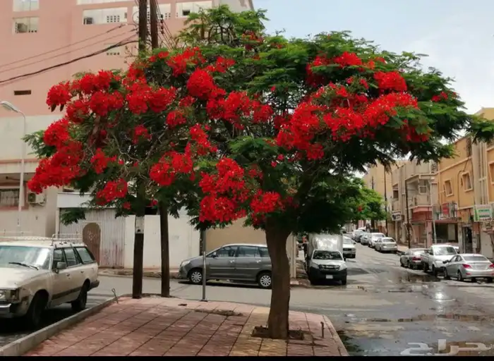 نجيله ثيل طبيعي تنسيق حدائق تبوك 43