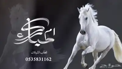 منشد شيلات 0