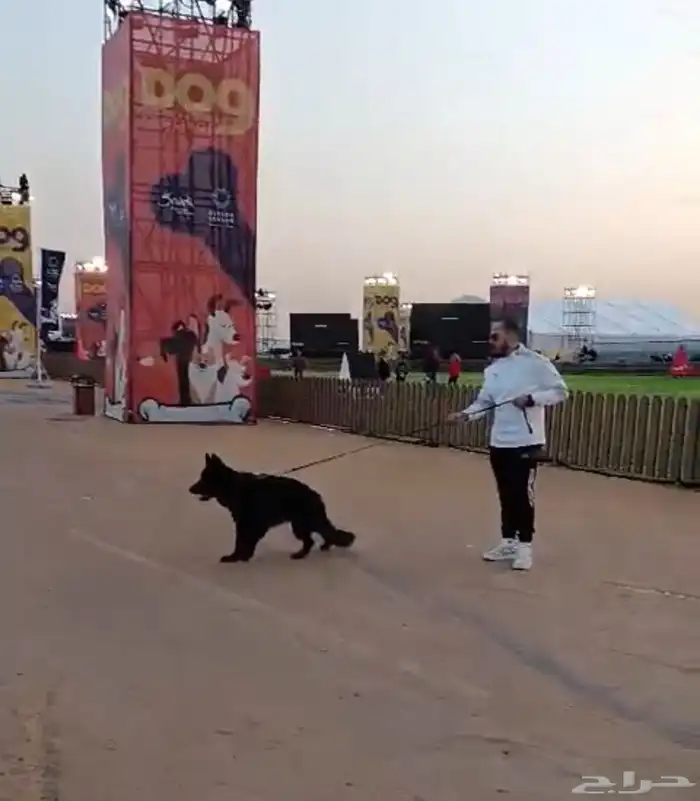 مدرب كلاب 1