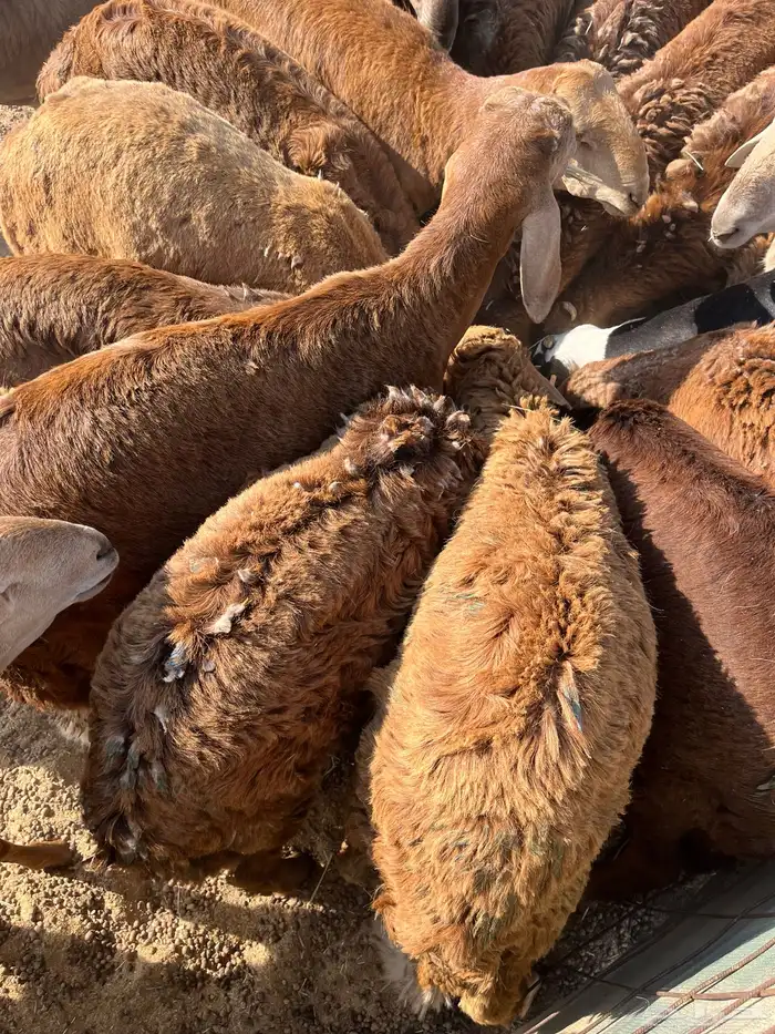 سواكني تربيه جذعان 1