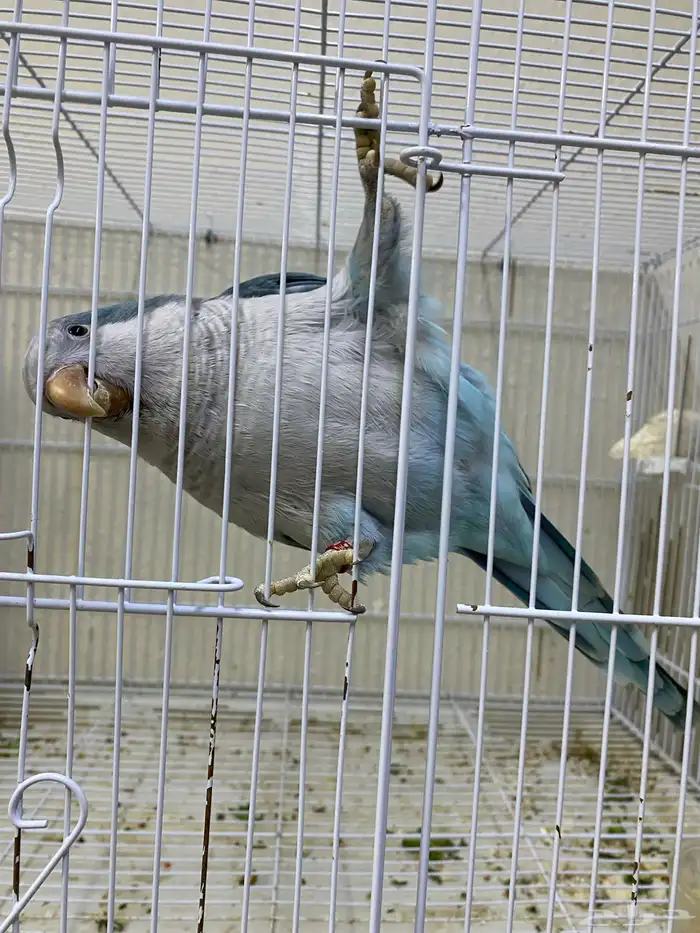 ببغاء كويكر ( تم البيع ) 2