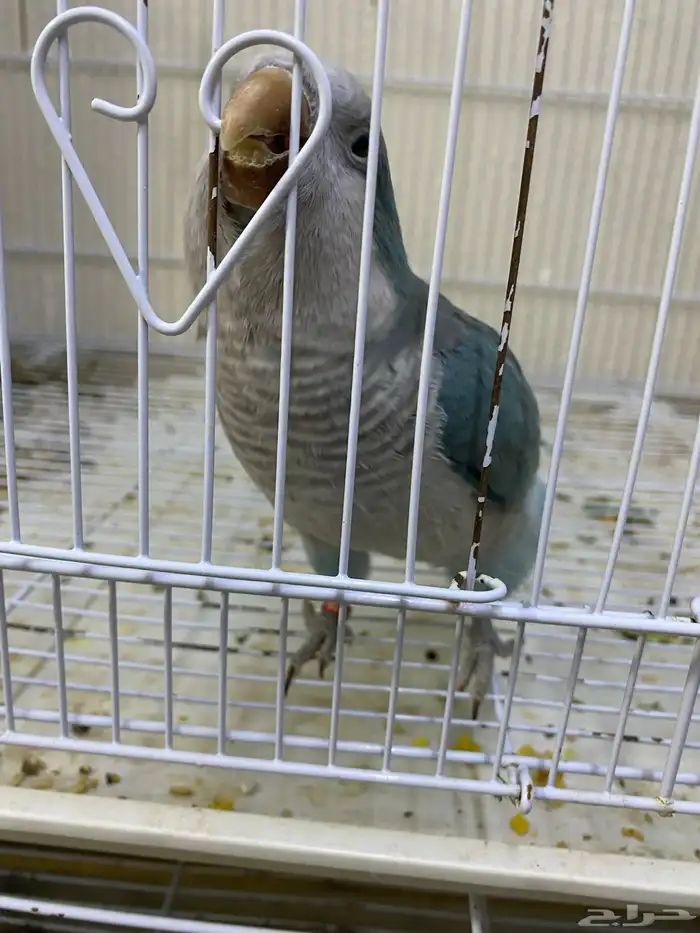 ببغاء كويكر ( تم البيع ) 0