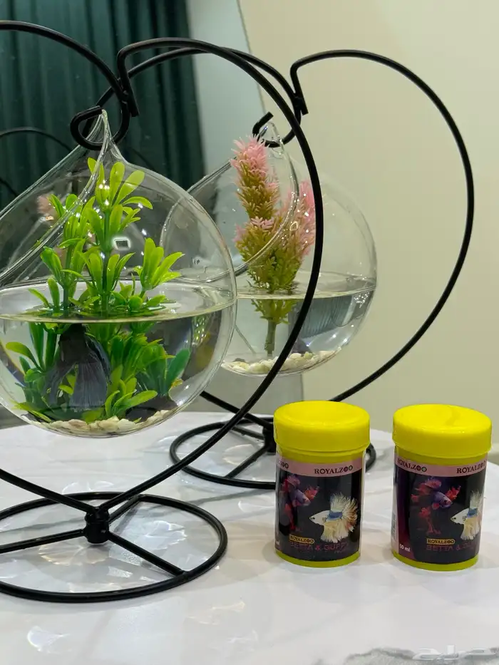 سمكه الفايتر (هديه) 3