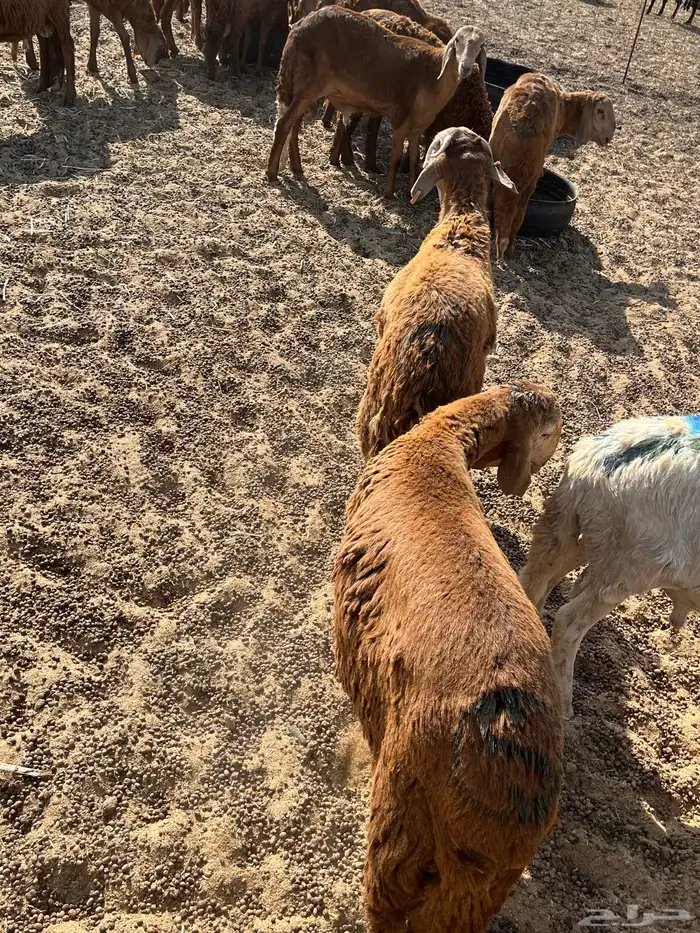 سواكني تربيه 1