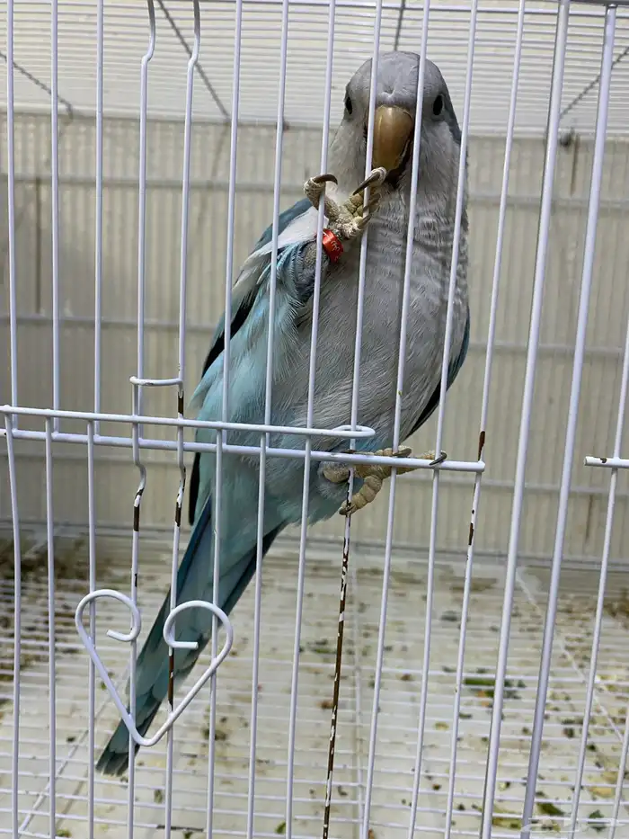 ببغاء كويكر ( تم البيع ) 1