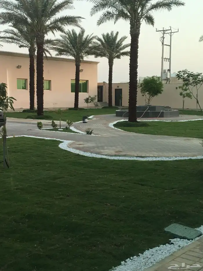 نجيله ثيل طبيعي تنسيق حدائق تبوك 56
