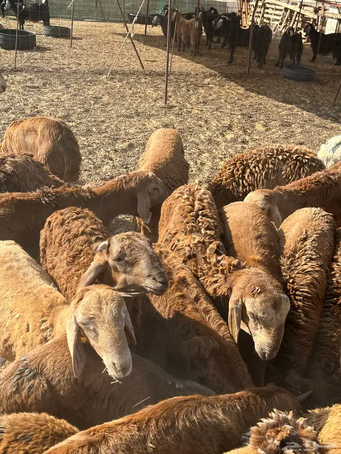 سواكني تربيه جذعان 2