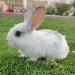 أرنب للبيع ارنب 1
