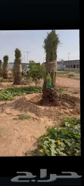 مزراع الغاط الزلفي المجمعه سدير حفر الباطن 6