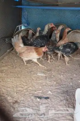 دجاج للبيع واديكه 2