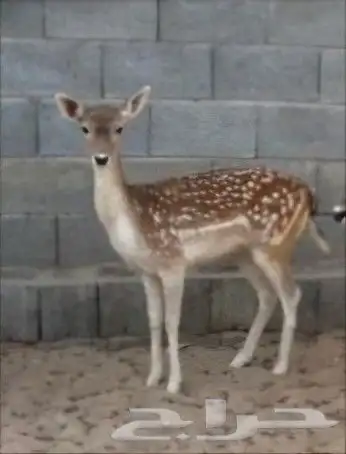 هولندي للبيع العمر 9 اشهر 0