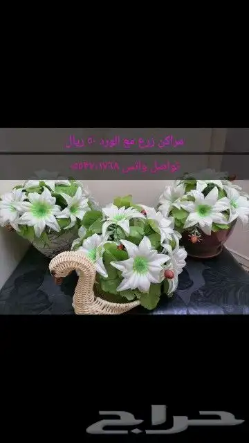 للبيع اشجار زينه وموكيت 3
