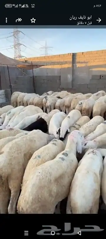 طليان سواكن وحري 2