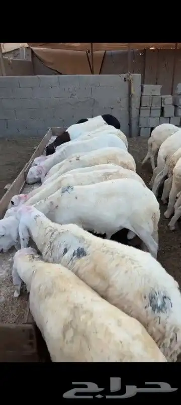طليان سواكن وحري 0