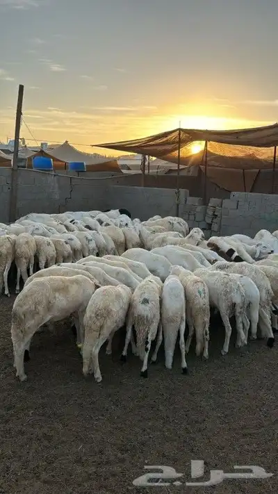 طليان سواكن وحري 1