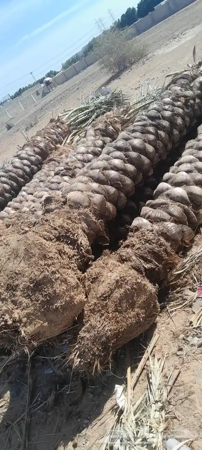 يوجد لدين جميع انواع انخيل المثمره 5