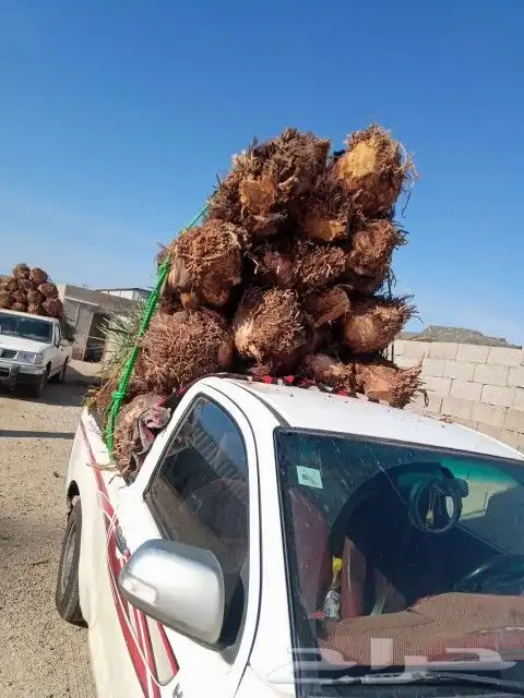 يوجد لدين جميع انواع انخيل المثمره 0