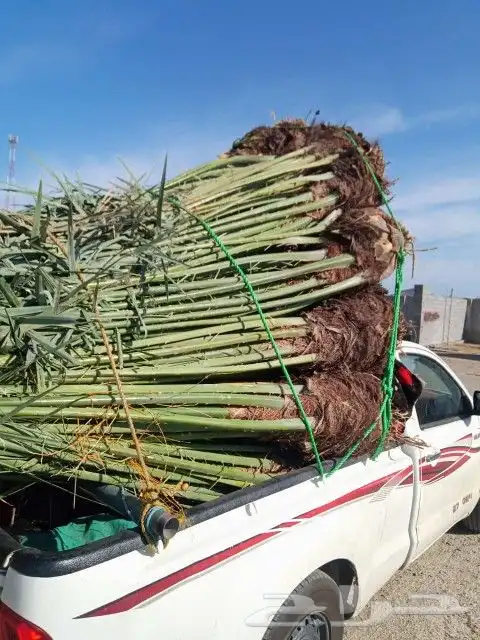 يوجد لدين جميع انواع انخيل المثمره 1