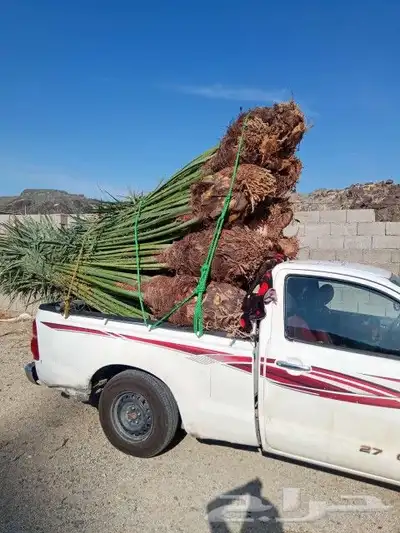 يوجد لدين جميع انواع انخيل المثمره 3