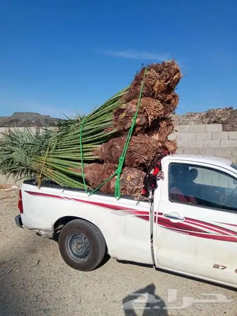 يوجد لدين جميع انواع انخيل المثمره 3