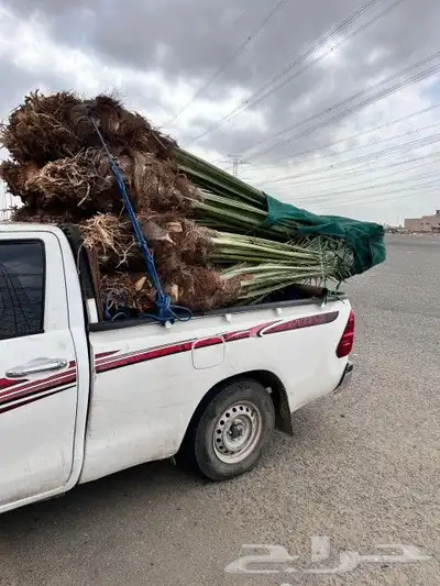 يوجد لدين جميع انواع انخيل المثمره 2