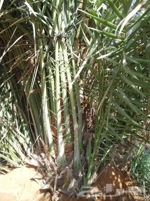 مزراع الغاط الزلفي المجمعه سدير حفر الباطن 2