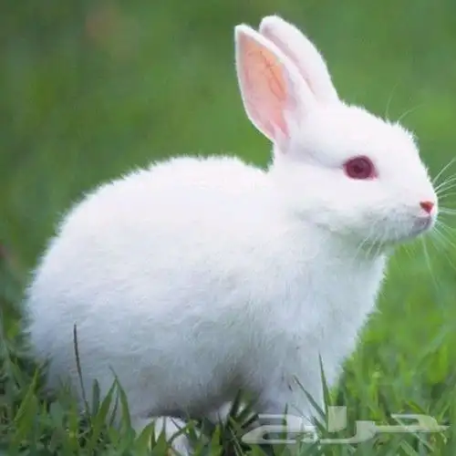 أرنب للبيع ارنب 0