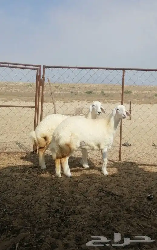 رخال حريه تم البيع 2
