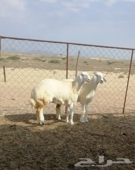 رخال حريه تم البيع 4