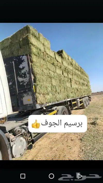 السلام عليكم ورحمه الله وبركاته برسيم صافي 1