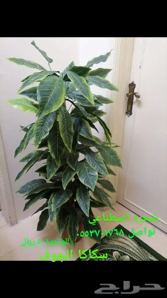 للبيع اشجار زينه وموكيت 6