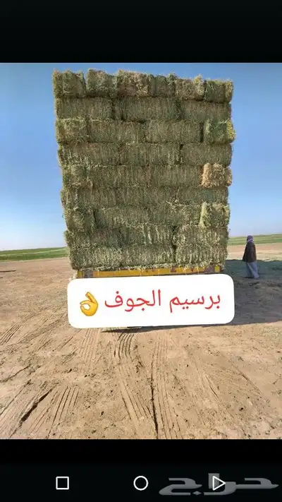 السلام عليكم ورحمه الله وبركاته برسيم صافي 0