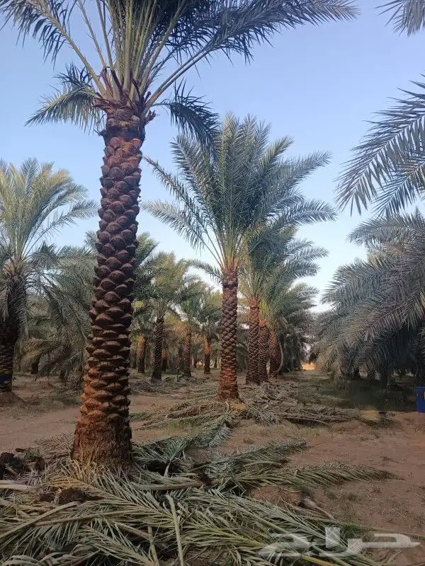 نقوم بتوريد انخيل عربي وواشنطني جميع المقاسات 1