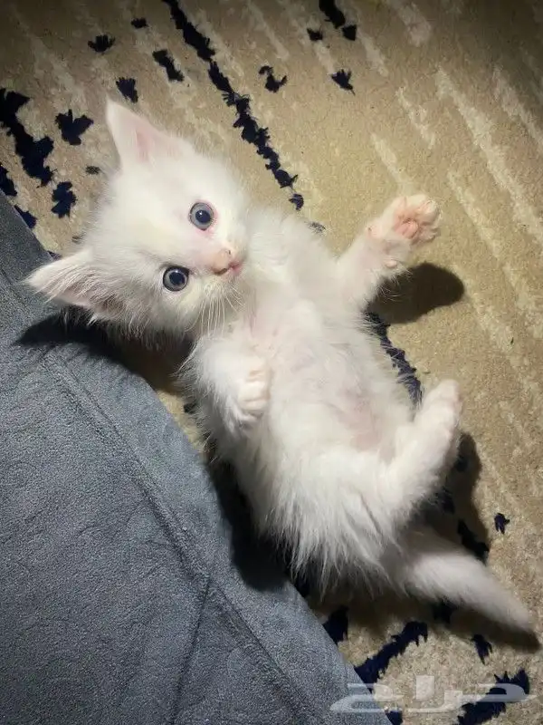 قط شيرازي للبيع بيشة 0