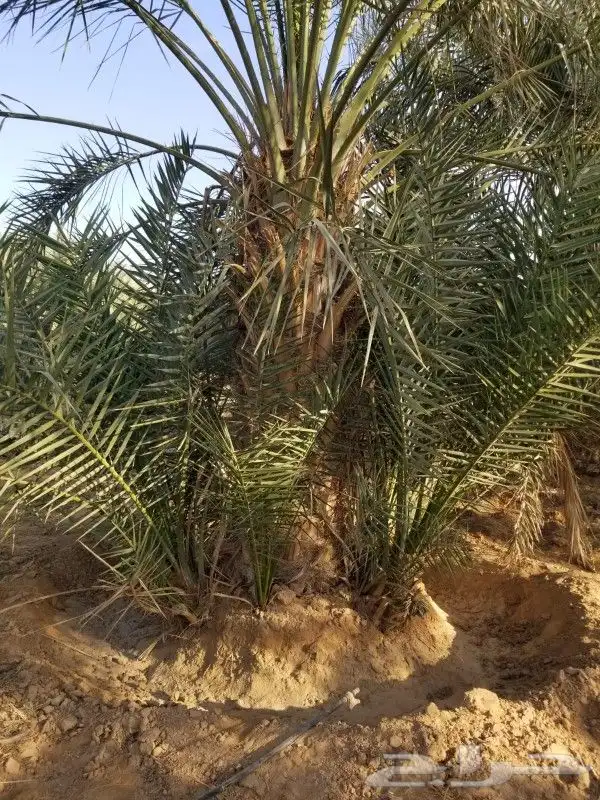نخل برحي 3