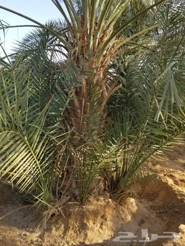 نخل برحي 2