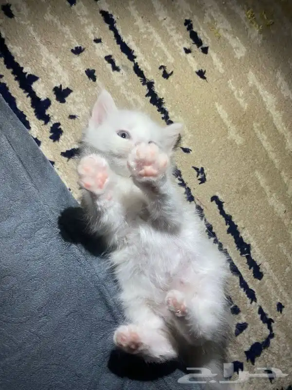 قط شيرازي للبيع بيشة 1