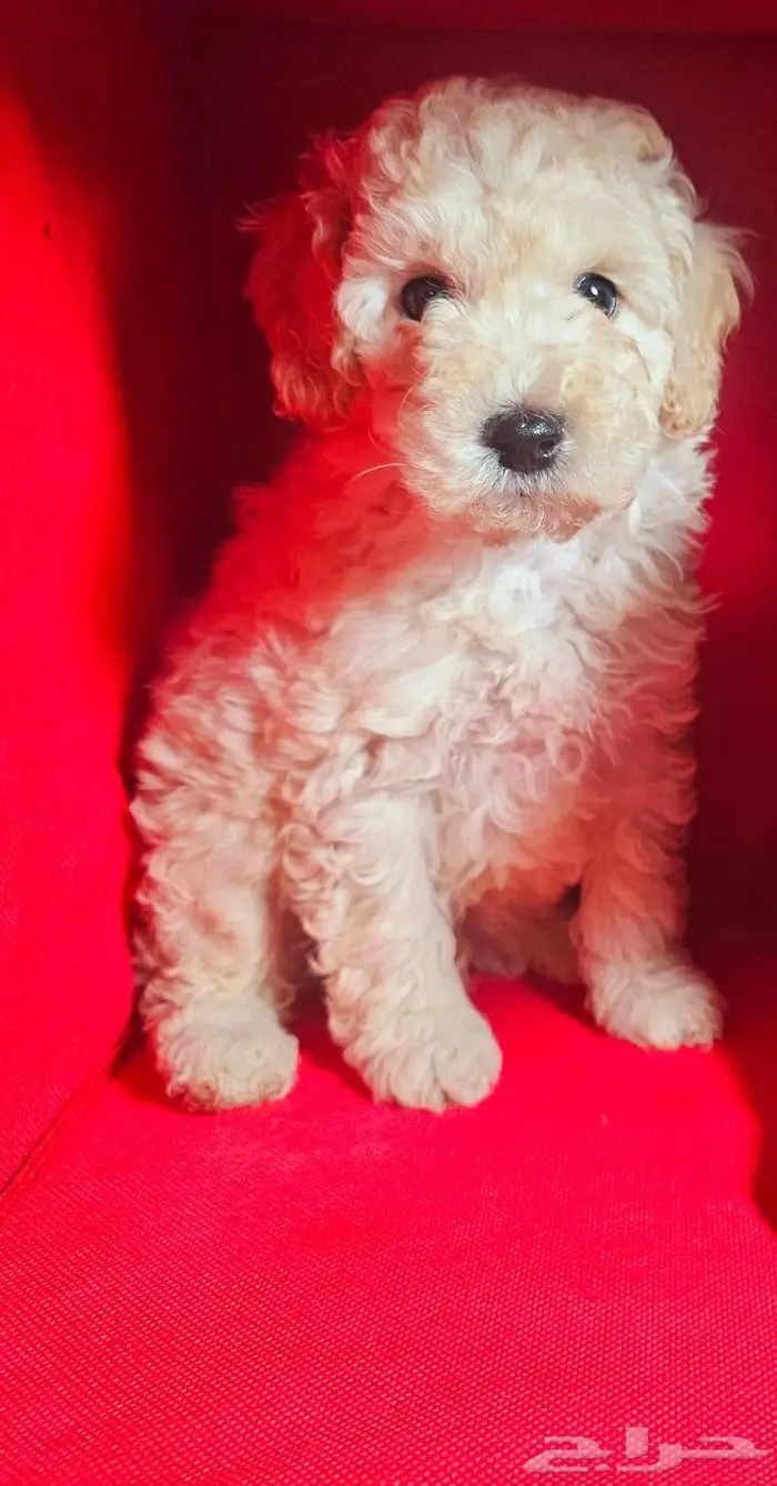 Small breeds toy size puppy available for sale 14