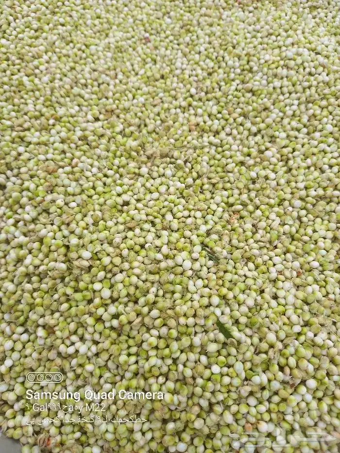 خضير اليوم حب ومطحون يوجد توصيل 0