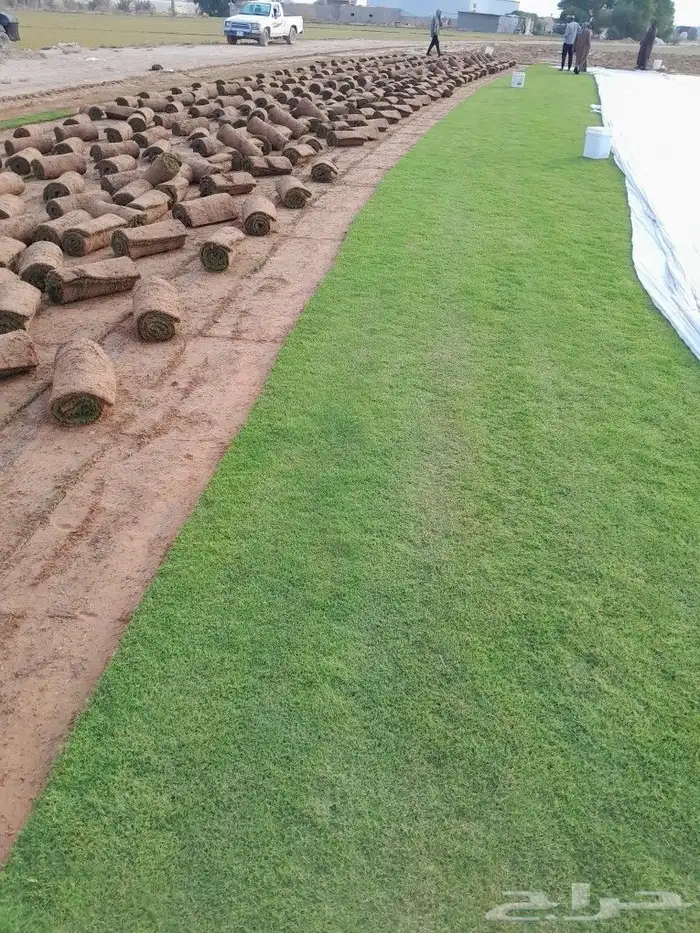 ثيل سي الفين علي الشرط ممتاز تحت الشراع 0